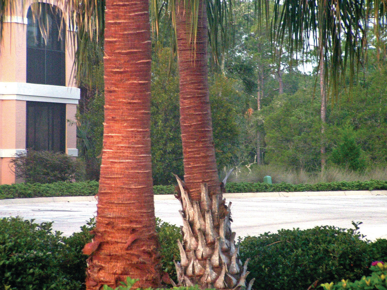 More tips on pruning palms properly | Clay Today How To Remove Sabal Palm Boots
