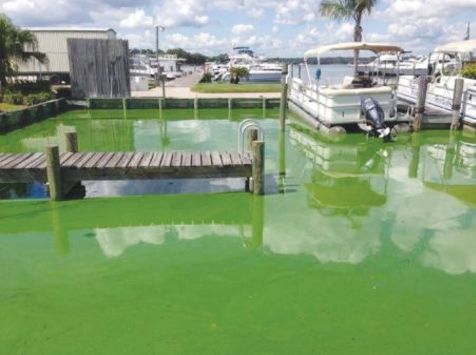 This is what a toxic algae bloom looks like at Doctors Lake Marina.
